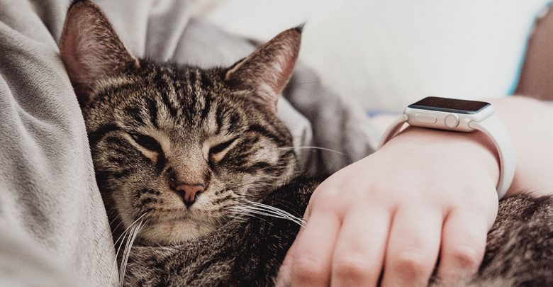 Gatos gostam de dormir com seus donos