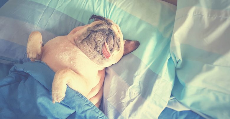 Obesidade Canina