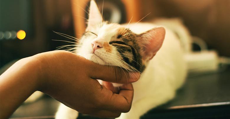 Adestrar Gatos