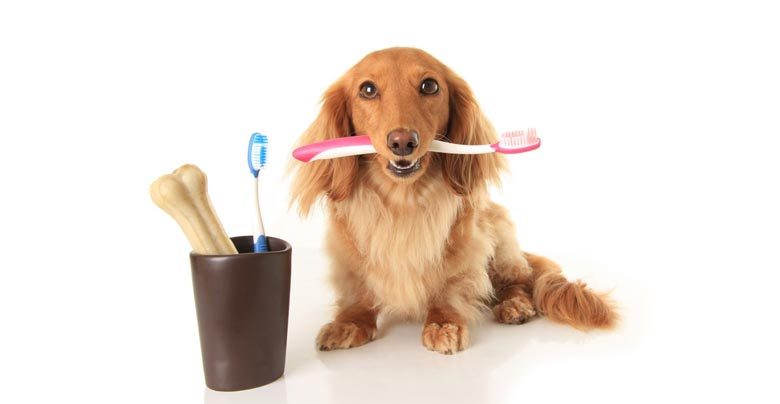 como-escovar-dentes-de-cachorro